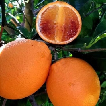 Arance tarocco rosso da tavola pacco da 9 Kg